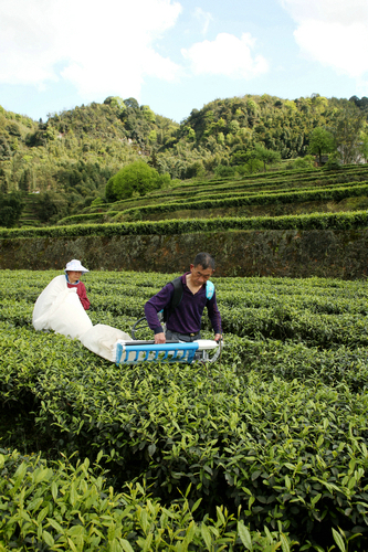 茶叶致富经_茶叶种植致富图_茶农致富