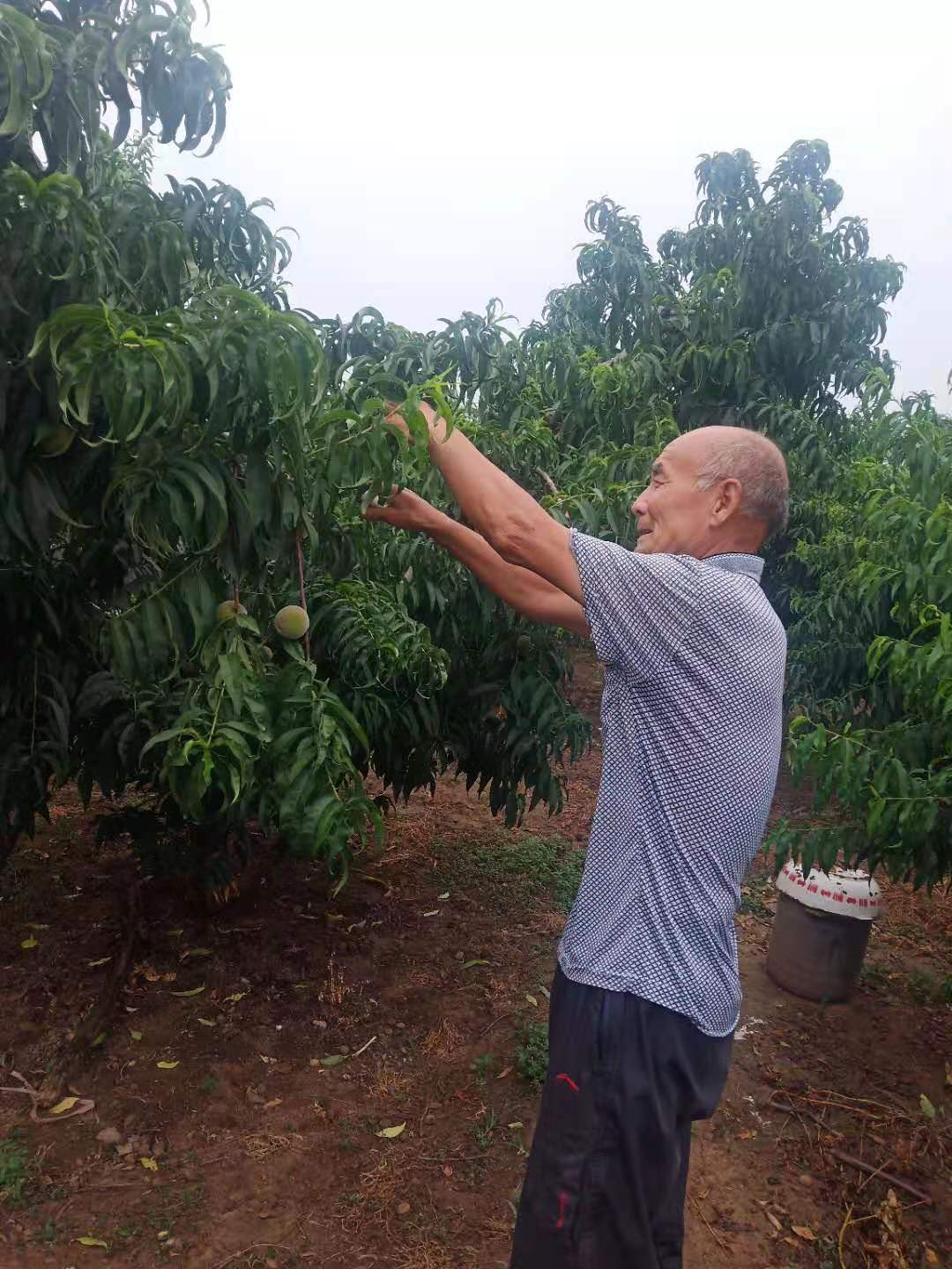 青州种菜多吗_青州种植致富_青州种植面积