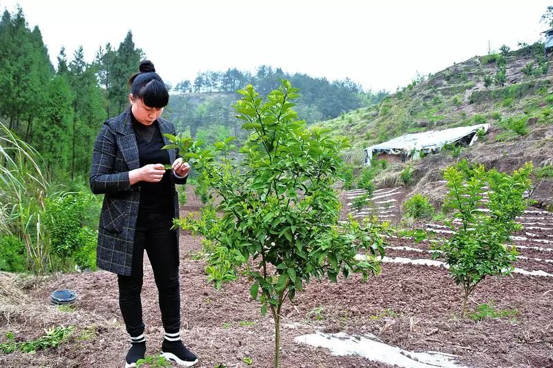 致富药材返乡种植方案_返乡种植药材致富_种植药材发家致富