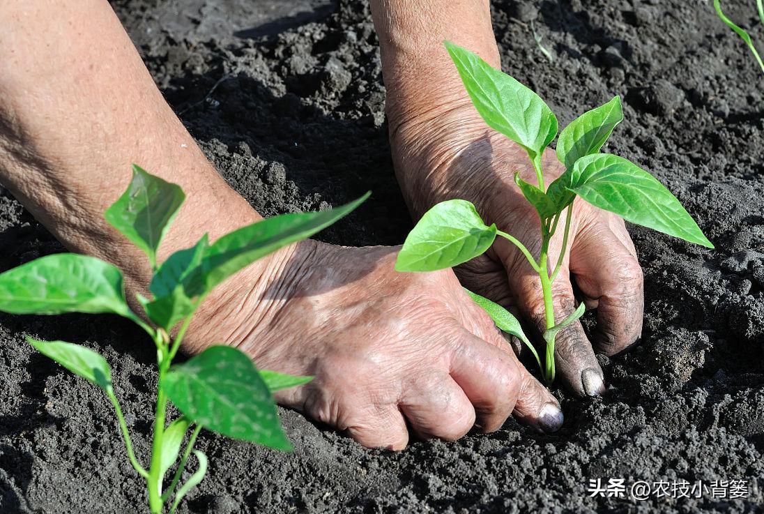 辣椒怎样栽种才能更多开花结果提高产量？教你几个种植技巧