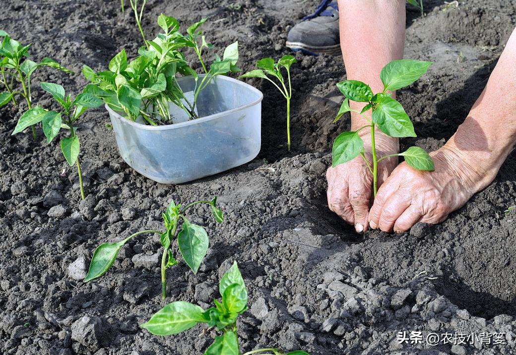 辣椒致富经_种植辣椒增收致富_致富辣椒增收种植技术视频