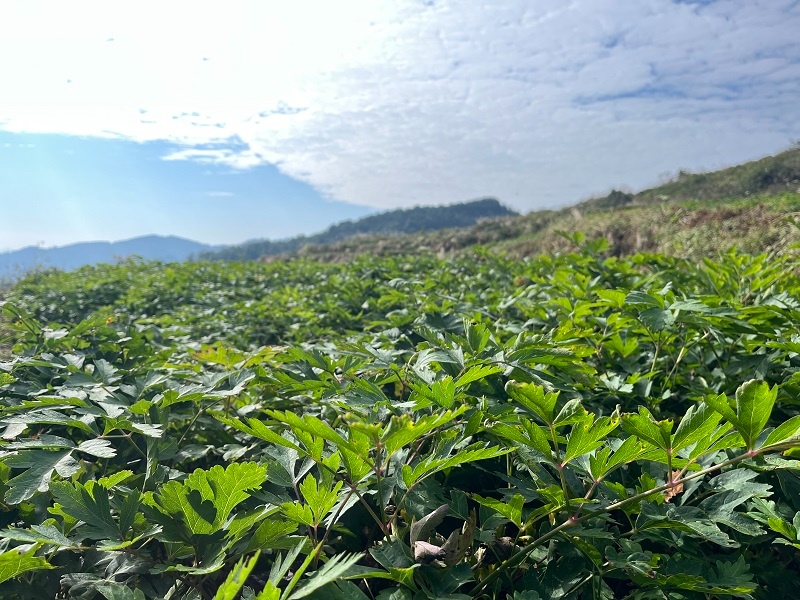 种植药材发家致富_致富药材返乡种植方案_返乡种植药材致富