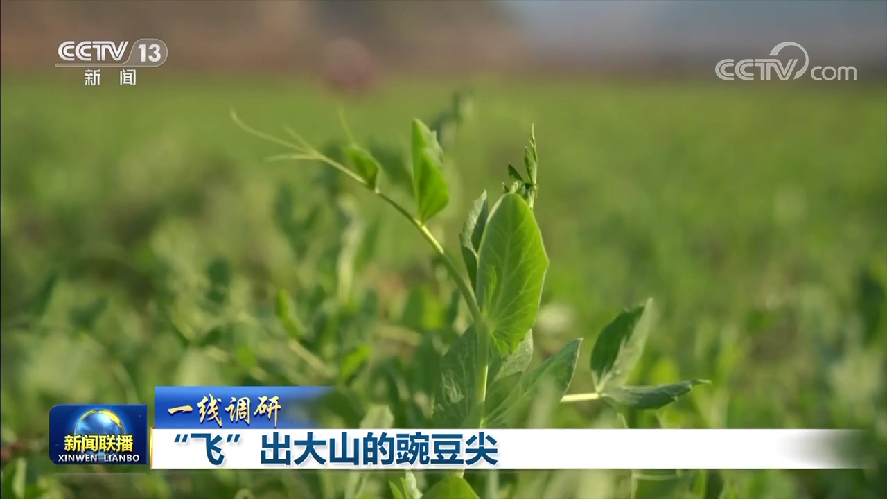 种豌豆尖怎样才产量才高_豌豆尖种植致富_豌豆尖种植视频