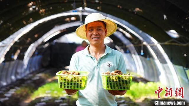 致富经吴桐羊肚菌种植_吴桐羊肚菌种植基地_吴天农业羊肚菌