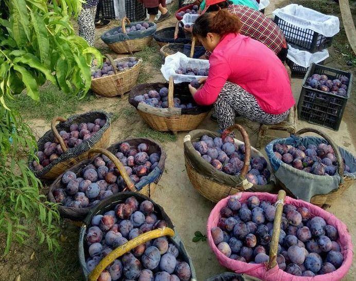 农村空地一定不要浪费，6种金牌果树苗，当年结果，年头栽年尾吃