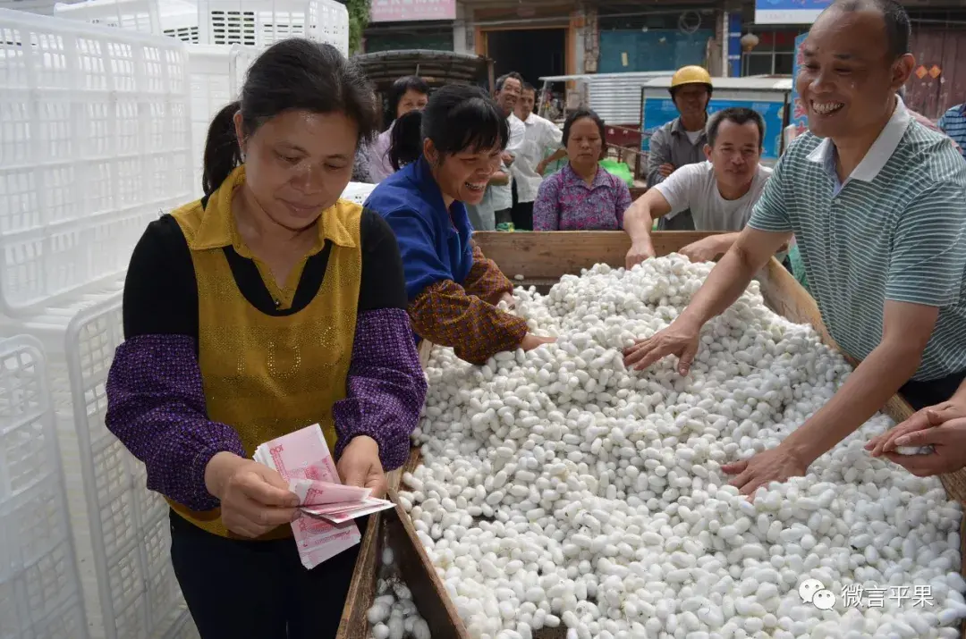 致富经种桑养鸡_致富桑养鸡种子图片_桑树养鸡视频