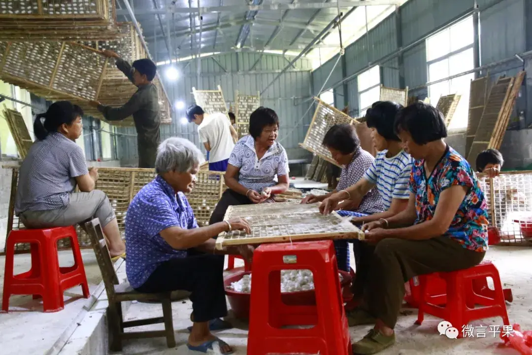 致富桑养鸡种子图片_致富经种桑养鸡_桑树养鸡视频