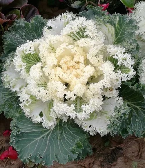 种花致富选什么品种_花卉种植致富_花卉致富种植有哪些