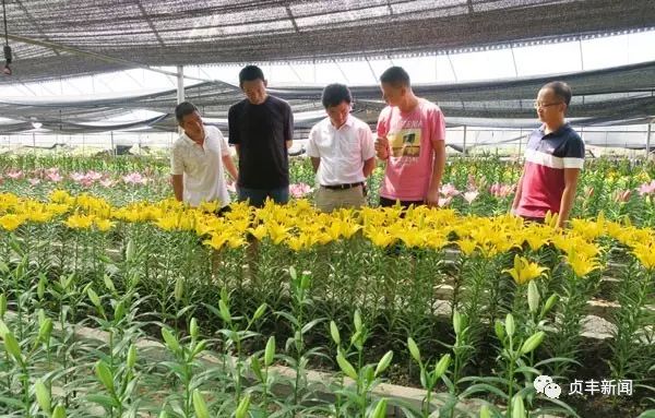 花卉致富种植方法_花卉种植致富_花卉致富种植方案