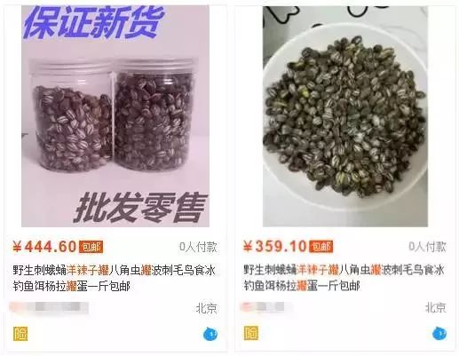 豆虫养殖视频_致富经豆虫视频_豆虫人工养殖技术视频