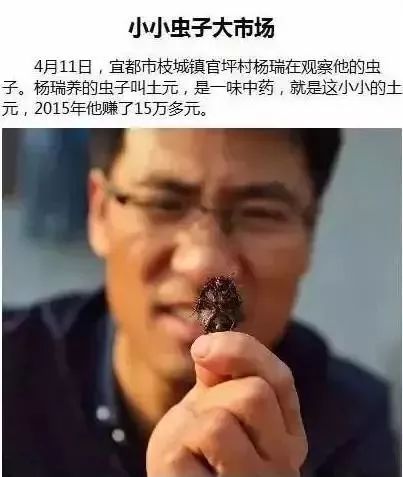 致富经豆虫视频_豆虫人工养殖技术视频_豆虫养殖视频