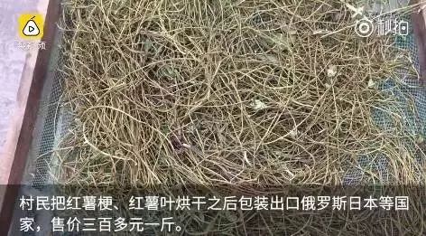 豆虫养殖视频_豆虫人工养殖技术视频_致富经豆虫视频