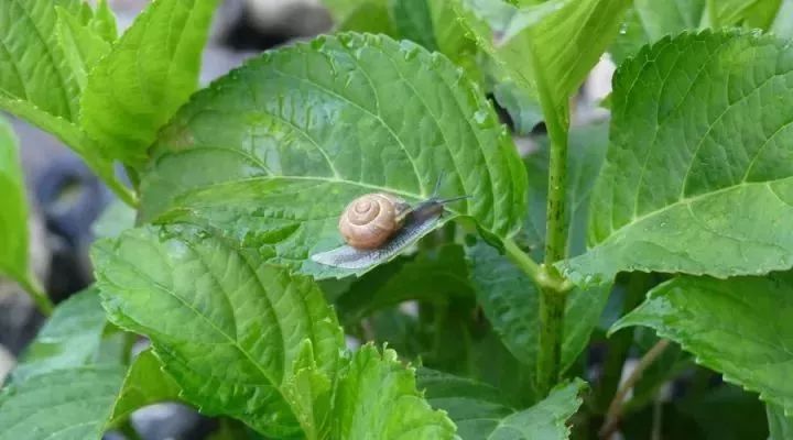 豆虫人工养殖技术视频_豆虫养殖视频_致富经豆虫视频