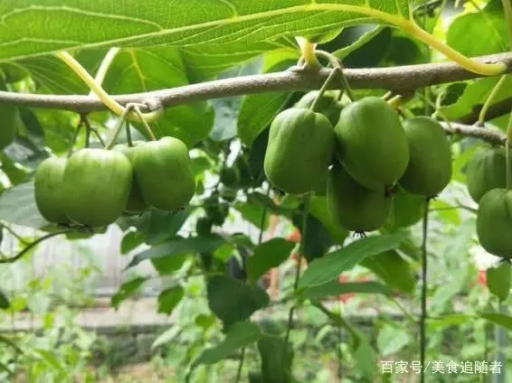 致富经种植三种水果亩收入过亿_种植水果的视频_致富经种植水果视频