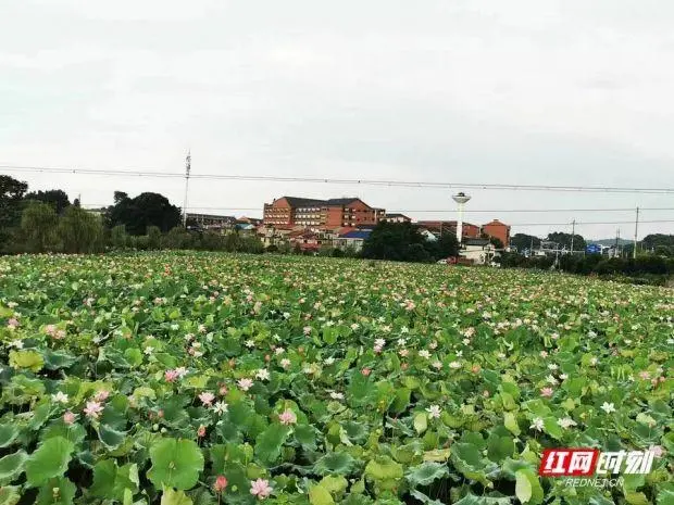 四大家鱼致富经_致富鱼游出产业振兴路_致富鱼丰收