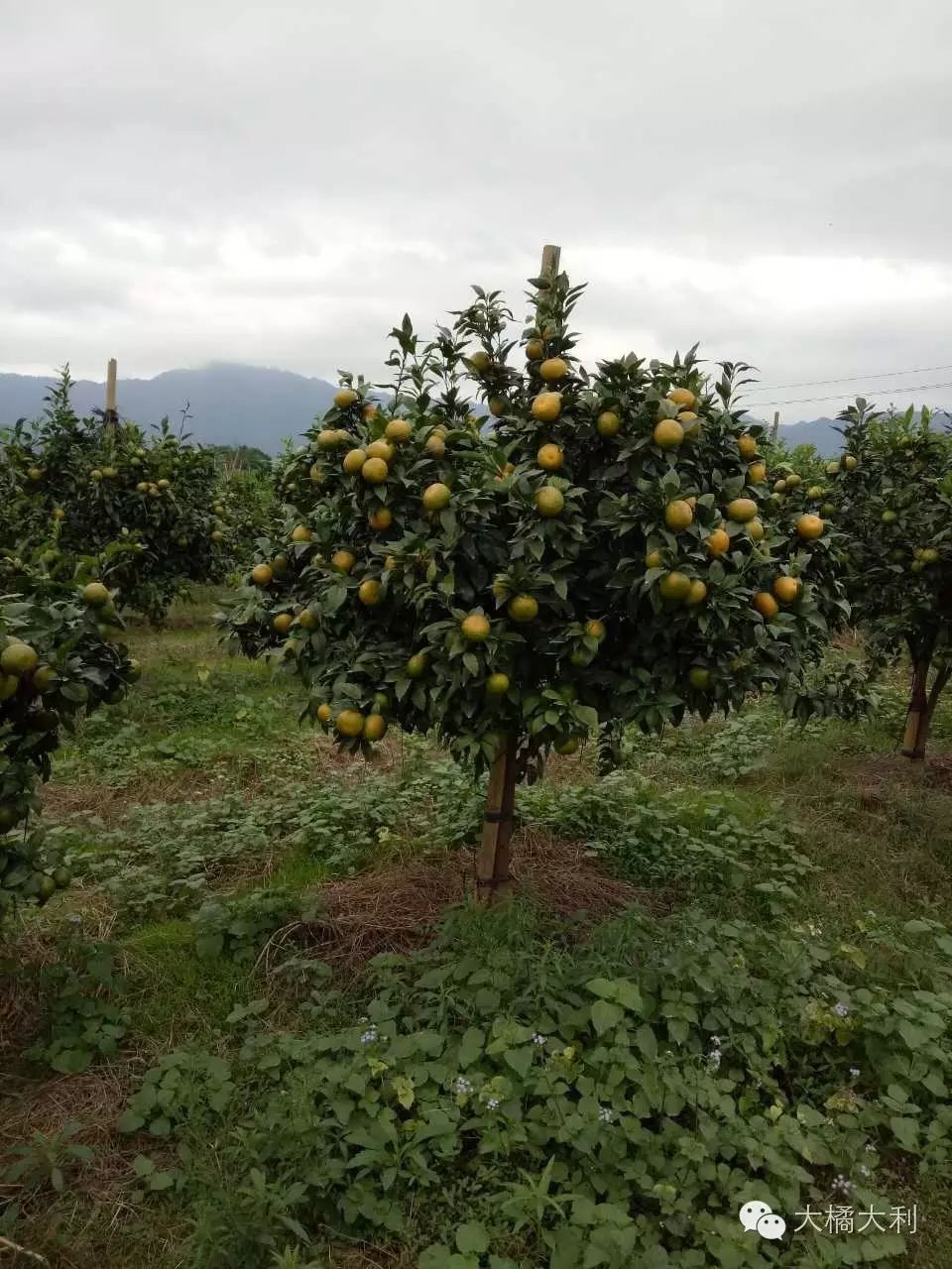 养殖种植技术网_种养技术的网站_种殖养殖教程书