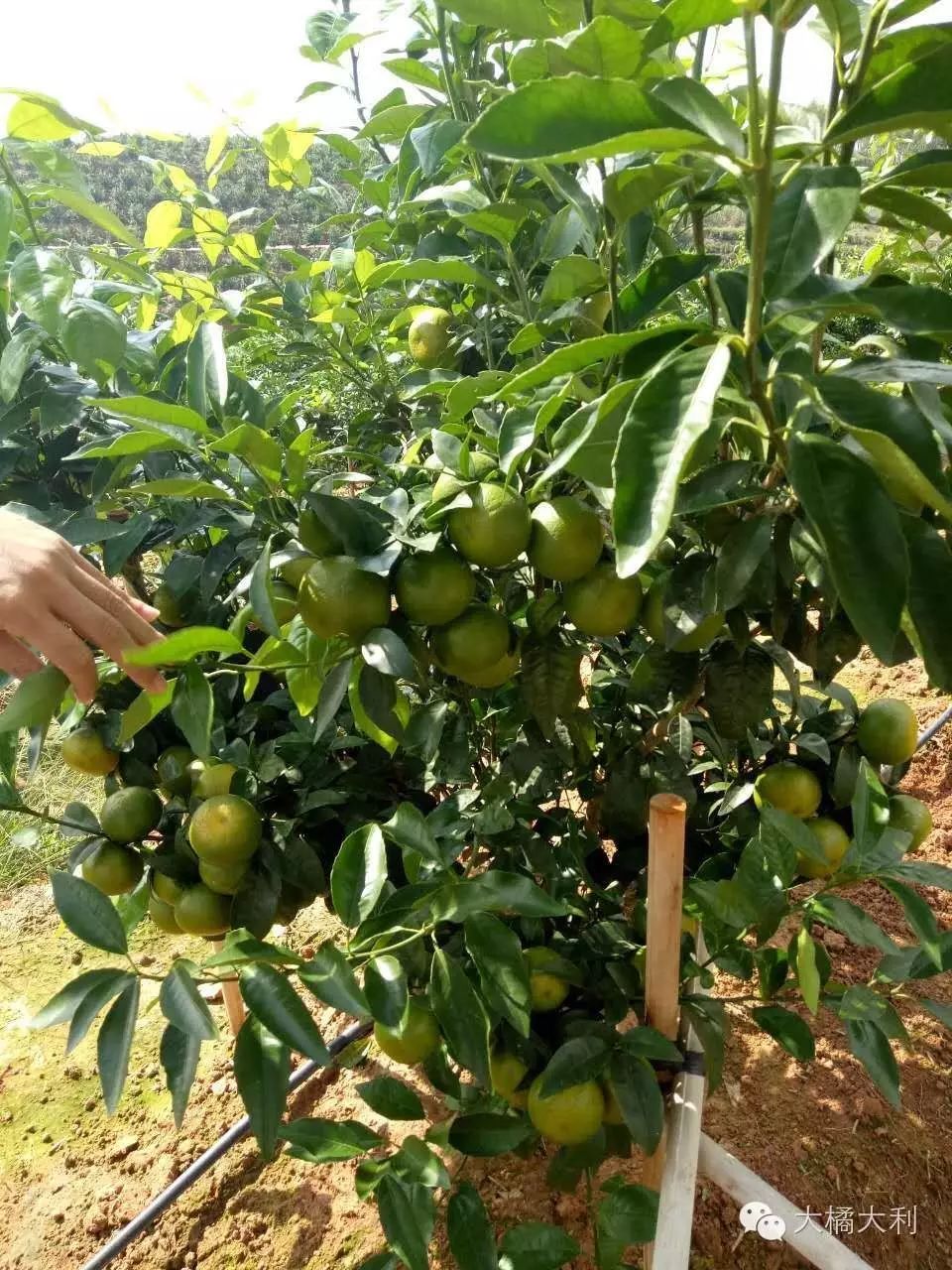 种殖养殖教程书_种养技术的网站_养殖种植技术网