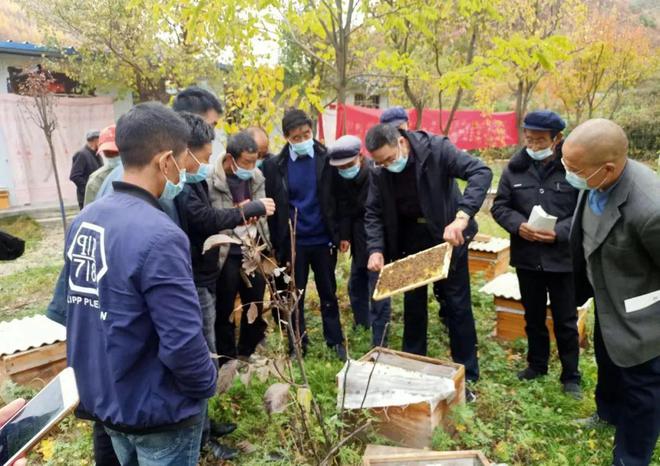 养蜂养殖技术视频播放_养蜂视频大全_家庭密蜂养殖技术视频