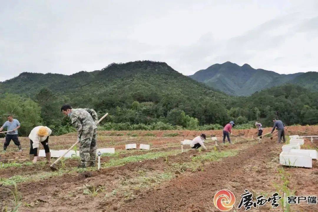 广西助农蚯蚓养殖_广西养蚯蚓什么地方最多_广西蚯蚓养殖致富