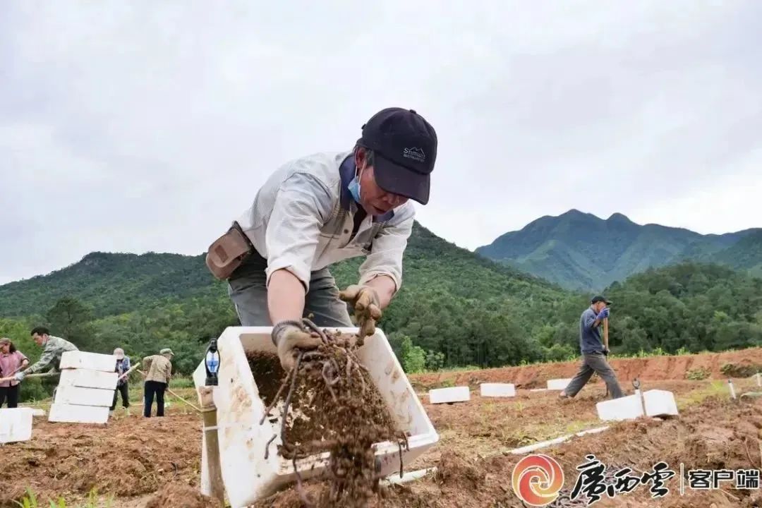 广西蚯蚓养殖致富_广西助农蚯蚓养殖_广西养蚯蚓什么地方最多