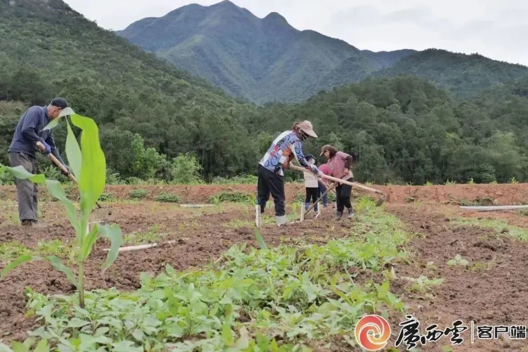 广西助农蚯蚓养殖_广西养蚯蚓什么地方最多_广西蚯蚓养殖致富