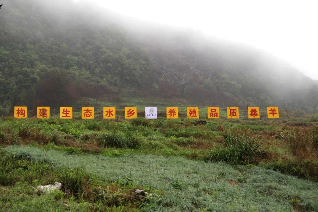 桑园养鸡经济效益_桑树养鸡视频_致富经种桑养鸡