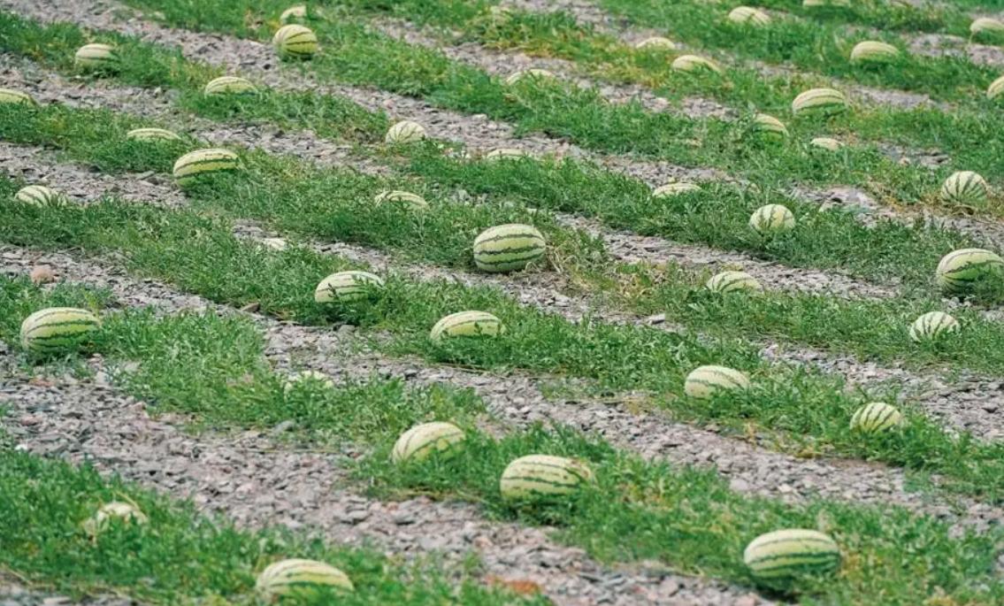 西瓜种植致富机_种西瓜机器多少钱一个_西瓜种植铺就致富路