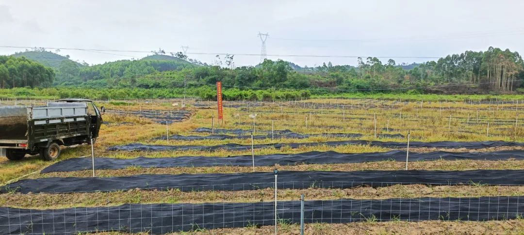 广西蚯蚓养殖致富_广西蚯蚓养殖基地_广西助农蚯蚓养殖