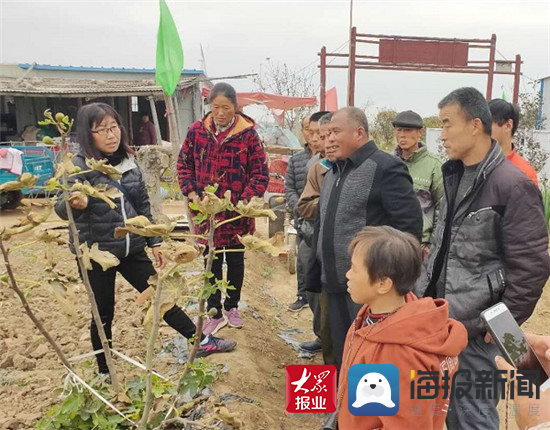 高唐县尹集镇:无花果种植培训燃起残疾人的致富梦