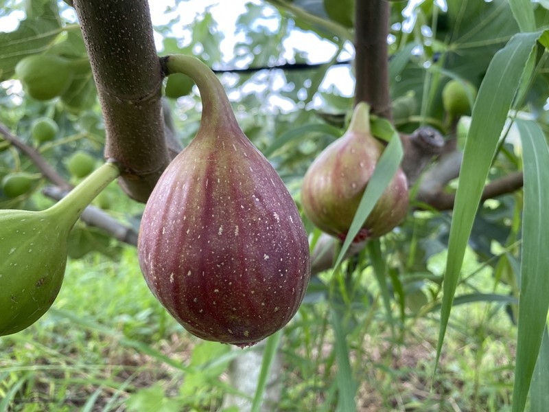 五花果种植致富_致富种植花果视频_种植果树致富