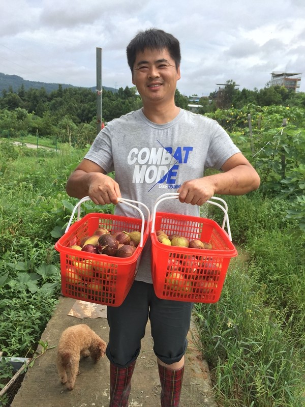 致富种植花果视频_种植果树致富_五花果种植致富