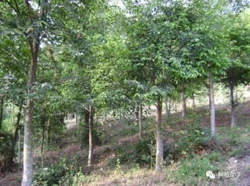 农村种植致富树_致富种植树农村视频_致富种植树农村图片大全