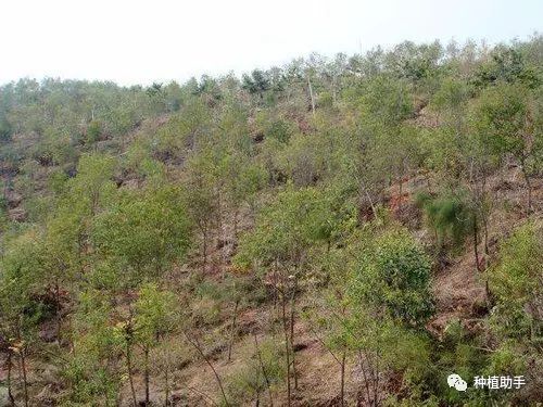 致富种植树农村图片大全_致富种植树农村视频_农村种植致富树