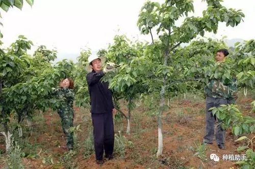 致富种植树农村图片大全_致富种植树农村视频_农村种植致富树