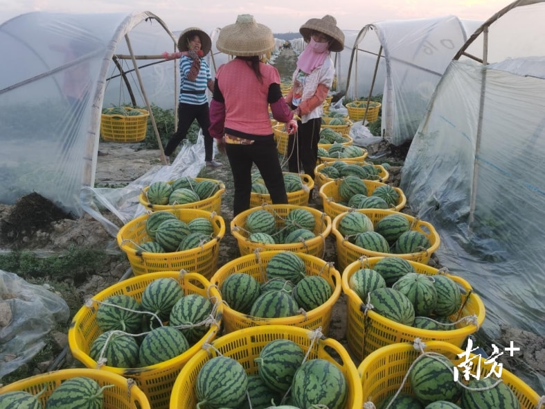 西瓜种植致富机_种西瓜机器多少钱一个_西瓜种植铺就致富路