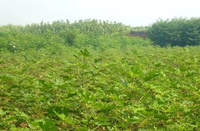 种树致富全部视频_致富种植树农村视频_农村种植致富树