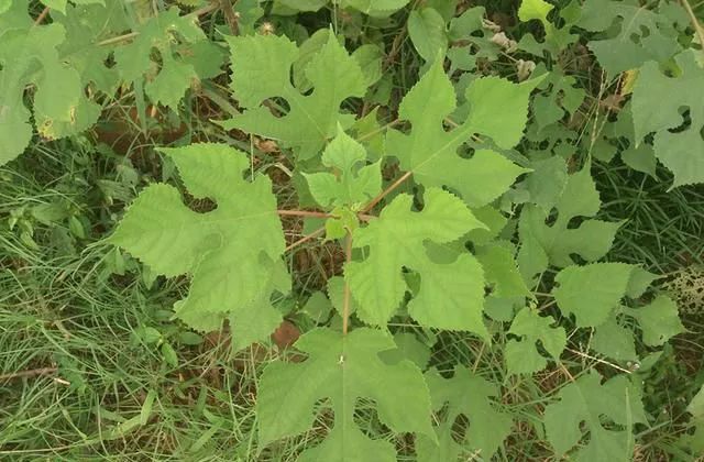 农村种植致富树_致富种植树农村视频_种树致富全部视频