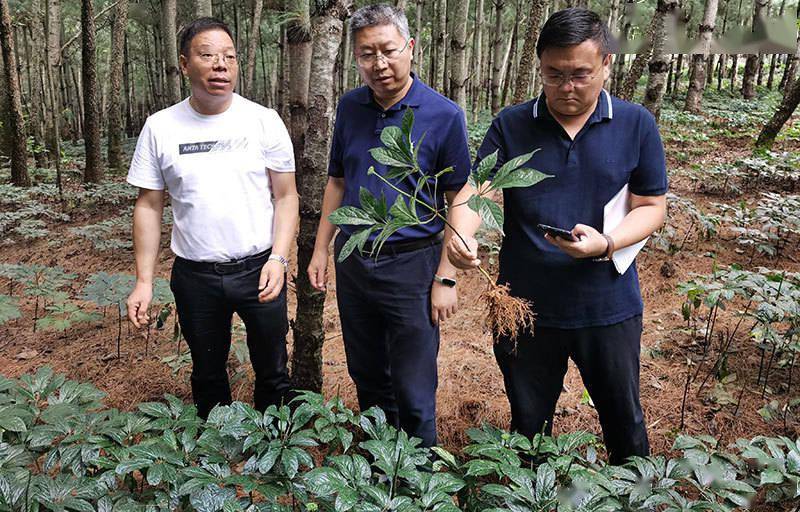 种植重楼效益_种植重楼是不是骗局_种植重楼技术培训