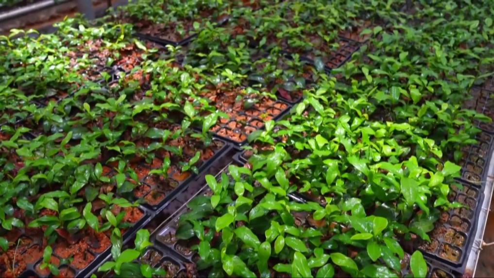 企业种植致富模式_种植致富新项目_种植致富案例