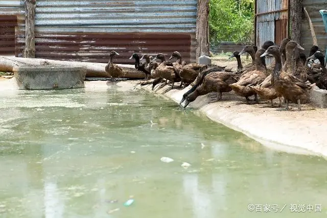 泥鸭养殖技术_鸭泥养殖技术视频_鸭泥是什么