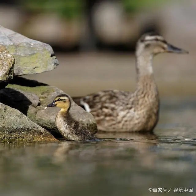 鸭泥养殖技术视频_泥鸭养殖技术_鸭泥是什么