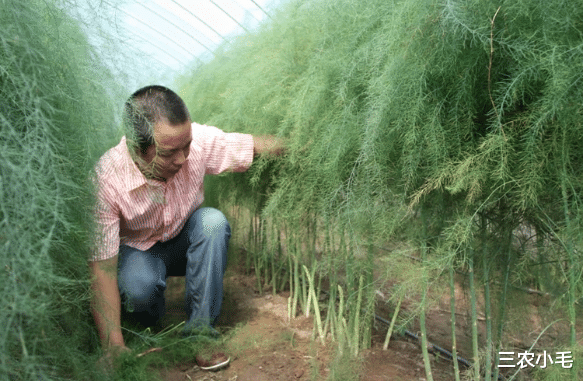 致富经芦笋种植视频_芦笋种植致富项目_致富种植芦笋项目介绍