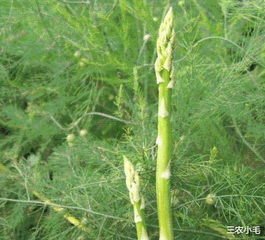 致富经芦笋种植视频_致富种植芦笋项目介绍_芦笋种植致富项目