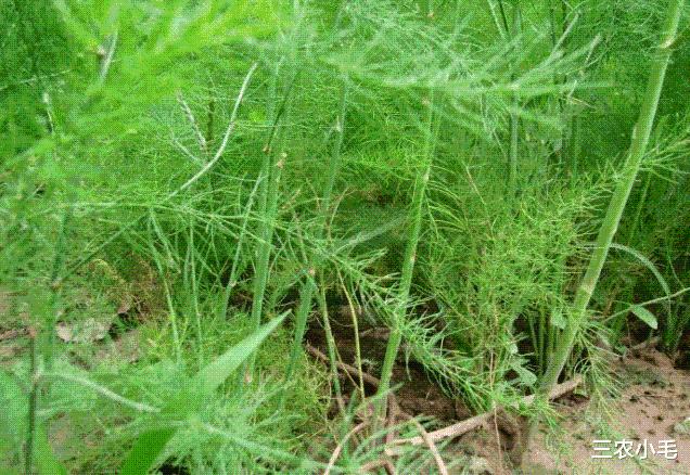 致富经芦笋种植视频_芦笋种植致富项目_致富种植芦笋项目介绍