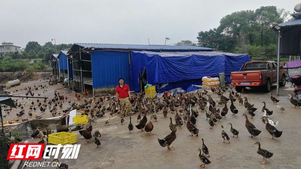 祁阳丨养好“致富鸭” 脱贫奔小康