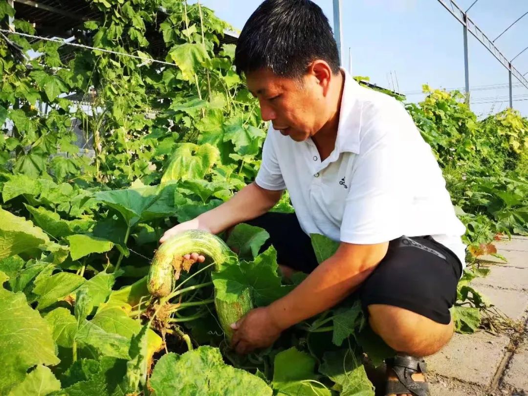 农民种植致富网_致富种植视频全集_致富种植农民网名大全