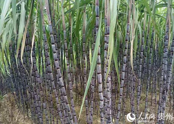 甘蔗种植致富简讯_甘蔗种植宣传_致富甘蔗种植简讯报道