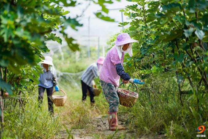 果树种植致富经_致富种植花果图片_五花果种植致富