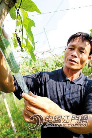 致富经农业种植_农民种植致富网_农村致富网种植