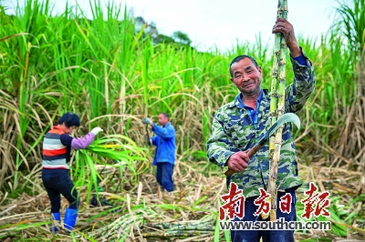 致富甘蔗种植简讯报道_甘蔗种植致富简讯_甘蔗种植项目方案